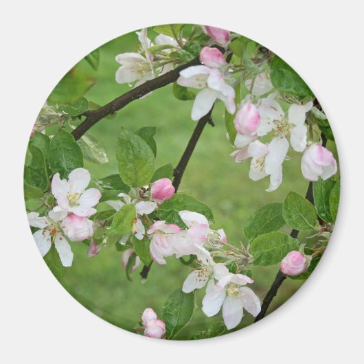 Apple Blossoms Magnet (Vorne)