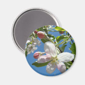 APPLE BLOSSOMS MAGNETS Pink Blossoms Apple Magnet (Vorderseite/Rückseite)