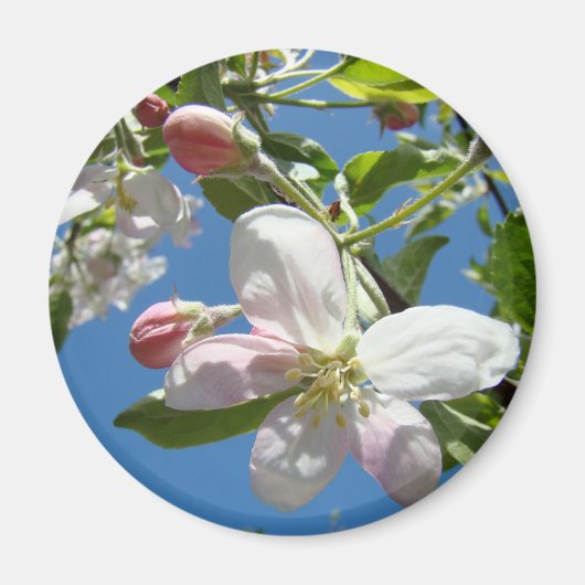APPLE BLOSSOMS MAGNETS Pink Blossoms Apple Magnet (Vorne)
