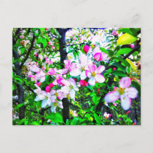 APPLE BLOSSOMS POSTCARD POSTKARTE