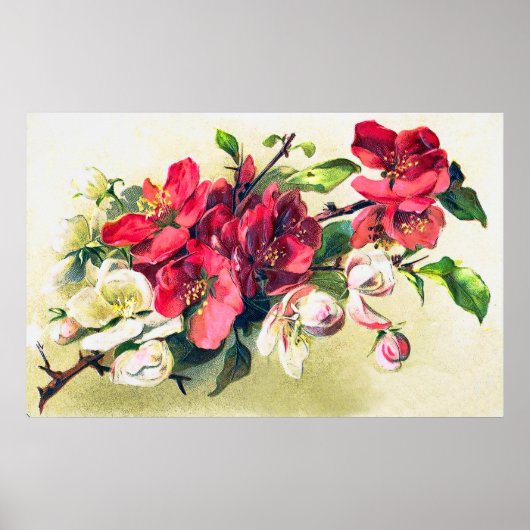 Apple Blossoms Poster (Vorne)