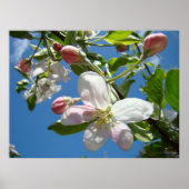 APPLE BLOSSOMS SPRING Blumen Art Prints Poster (Vorne)