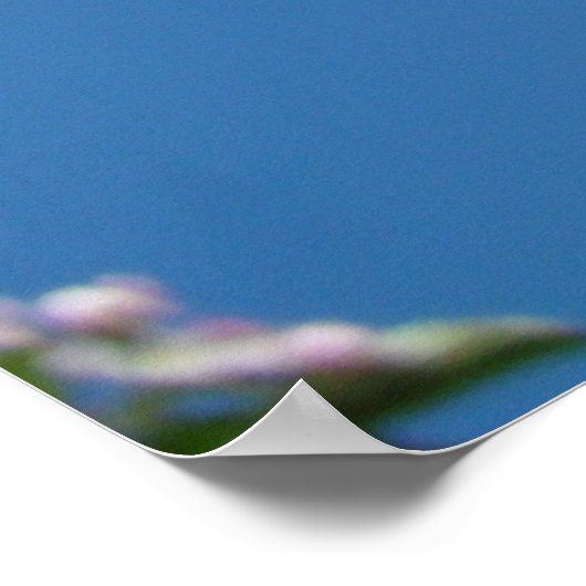 APPLE BLOSSOMS SPRING Blumen Art Prints Poster (Ecke)