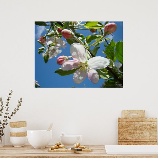 APPLE BLOSSOMS SPRING Blumen Art Prints Poster (Küche)