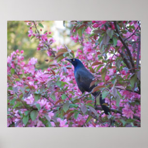 Apple blühen Grackle Poster