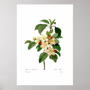 Apple blühen poster