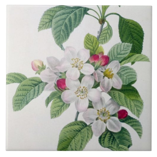 Apple blühen, von 'Les Choix DES plus Schönheiten Fliese (Vorderseite)