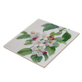 Apple blühen, von 'Les Choix DES plus Schönheiten Fliese (Seite)