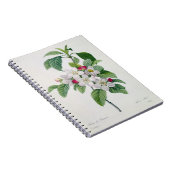 Apple blühen, von 'Les Choix DES plus Schönheiten Notizblock (Rechte Seite)