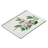 Apple blühen, von 'Les Choix DES plus Schönheiten Notizblock (Linke Seite)