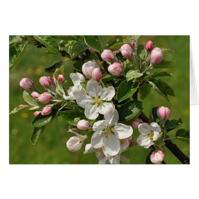 Apple-Blume (Vorderseite (Horizontal))