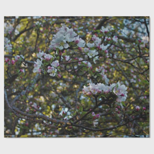 Apple-Blüten Geschenkpapier (Flach)