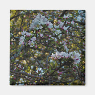 Apple-Blüten Magnet