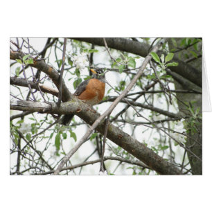 Apple-Blüten u. Robin, Frühling