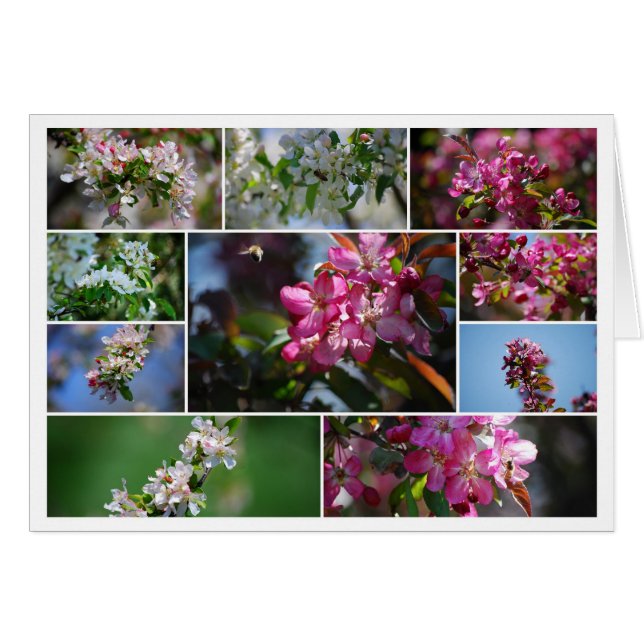 Apple-Blüten-und Honig-Bienen-Collage (Vorderseite (Horizontal))