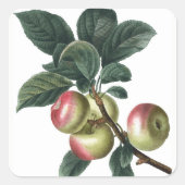 APPLE BRANCH QUADRATISCHER AUFKLEBER (Vorderseite)