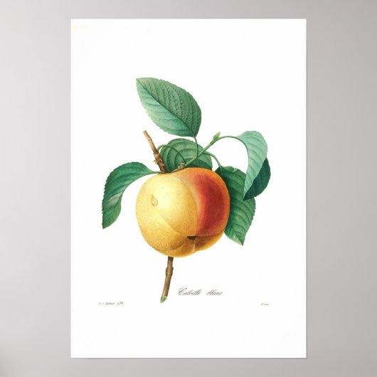 Apple 'Calville blanc' Poster (Vorne)