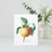 Apple 'Calville blanc' Postkarte (Stehend Vorderseite)