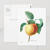Apple 'Calville blanc' Postkarte (Vorne/Hinten)
