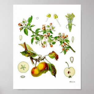 Apple Fruit Blume Vintag Botanische Illustration Poster
