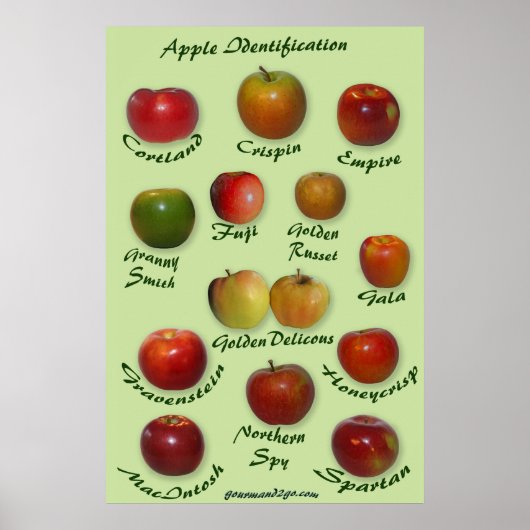Apple-Identifizierung Poster (Vorne)