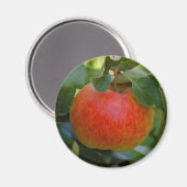 Apple James Grieve Magnet (Vorderseite/Rückseite)