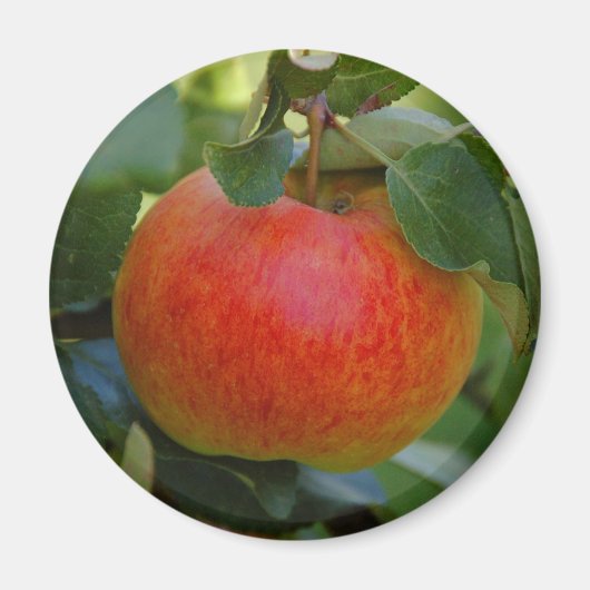 Apple James Grieve Magnet (Vorne)