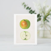Apple (Malus Domestica) von Mary Daisy Arnold Postkarte (Stehend Vorderseite)