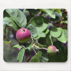 Apple on mousepad
