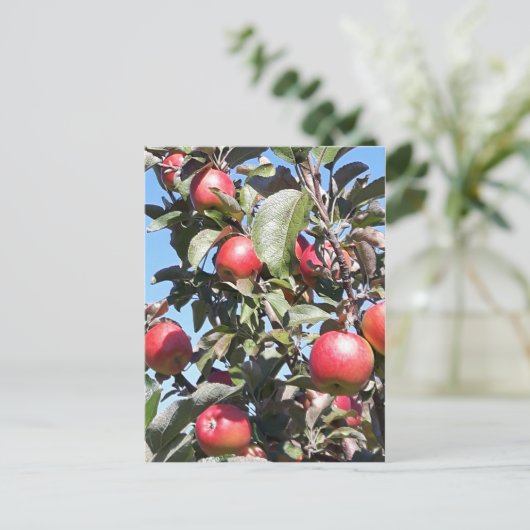 Apple Orchard Postcard Postkarte (Stehend Vorderseite)