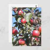 Apple Orchard Postcard Postkarte (Vorne/Hinten)