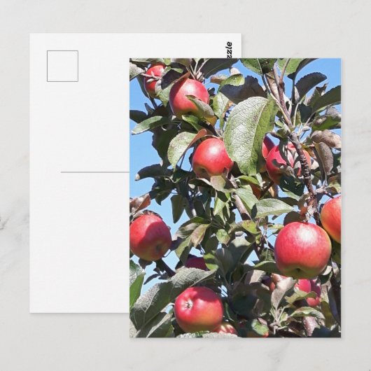 Apple Orchard Postcard Postkarte (Vorne/Hinten)