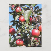Apple Orchard Postcard Postkarte (Vorderseite)