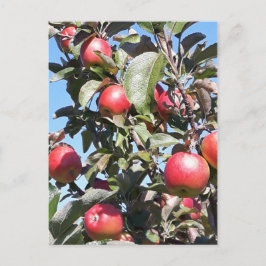 Apple Orchard Postcard Postkarte