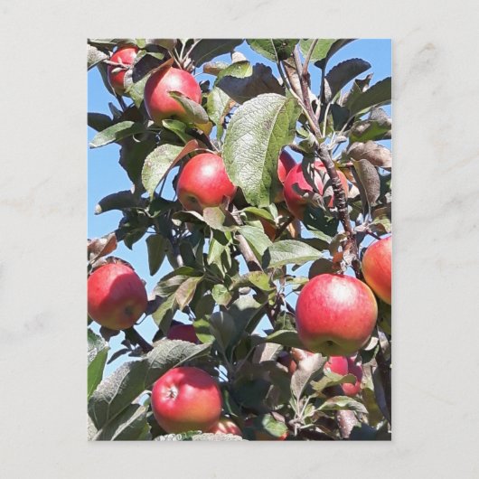 Apple Orchard Postcard Postkarte (Vorderseite)