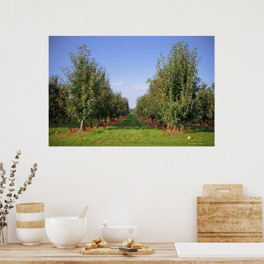 Apple Orchard Poster (Küche)
