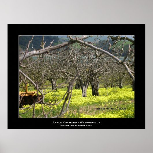 "Apple Orchard - Watsonville" Poster (Vorne)