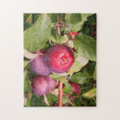 Apple Orchards Vermont. Puzzle (Vertikal)