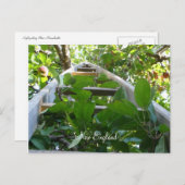 Apple picking in New England Postkarte (Vorne/Hinten)