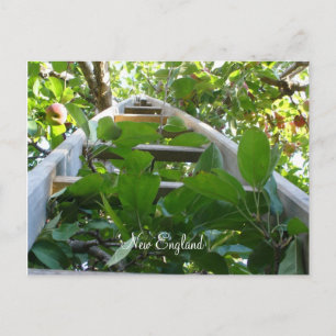 Apple picking in New England Postkarte