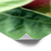 Apple Picking Poster (Ecke)