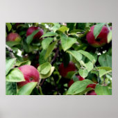 Apple Picking Poster (Vorne)