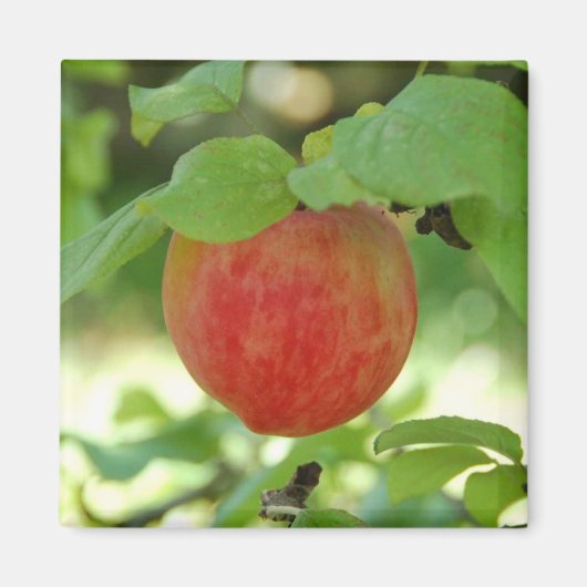Apple Red Annanas - Magnet (Vorne)
