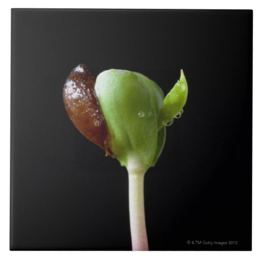 Apple-Sämlinge mit Samen-Muschel Fliese (Vorderseite)