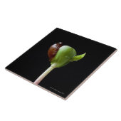 Apple-Sämlinge mit Samen-Muschel Fliese (Seite)