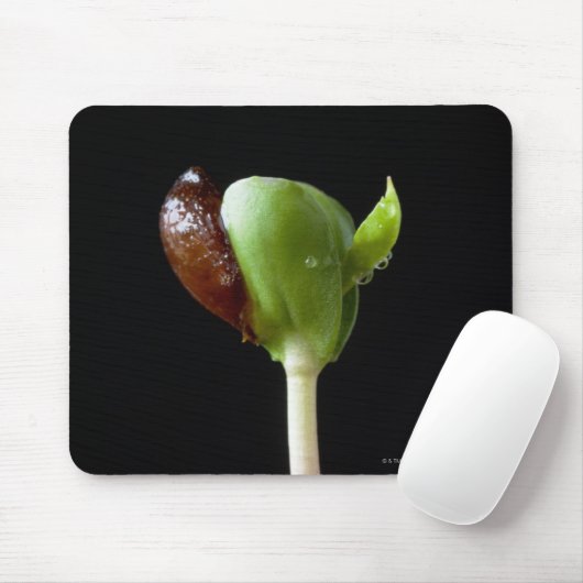 Apple-Sämlinge mit Samen-Muschel Mousepad (Mit Mouse)