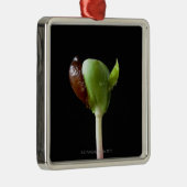 Apple-Sämlinge mit Samen-Muschel Silbernes Ornament (Rechts)