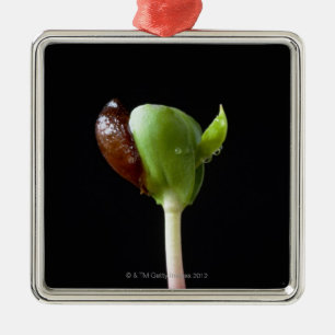 Apple-Sämlinge mit Samen-Muschel Silbernes Ornament