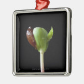 Apple-Sämlinge mit Samen-Muschel Silbernes Ornament (Links)