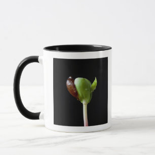 Apple-Sämlinge mit Samen-Muschel Tasse